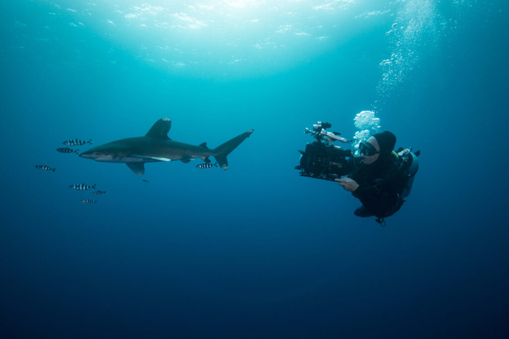 scuba-diver-swimming-with-white-tip-shark-carchar-2022-03-04-01-46-09-utc(1)